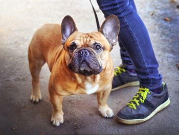 Leash free pet park